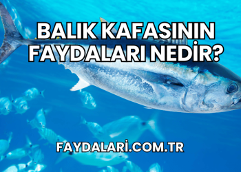 Balık Kafasının Faydaları Nedir?