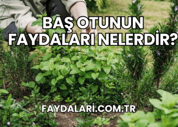 Baş Otunun Faydaları Nelerdir?
