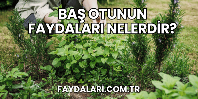 Baş Otunun Faydaları Nelerdir?