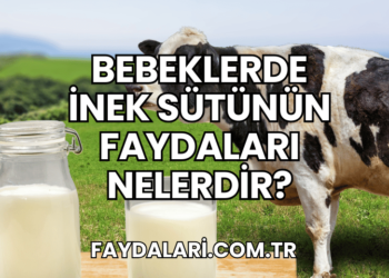 Bebeklerde İnek Sütünün Faydaları Nelerdir?