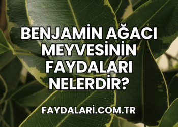 Benjamin Ağacı Meyvesinin Faydaları Nelerdir?