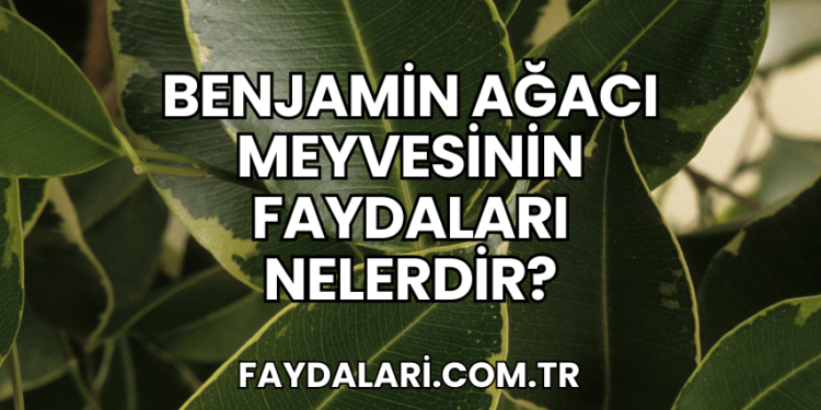 Benjamin Ağacı Meyvesinin Faydaları Nelerdir?