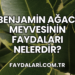 Benjamin Ağacı Meyvesinin Faydaları Nelerdir?