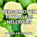 Bergamotun Faydaları Nelerdir?