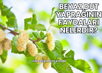 Beyaz Dut Yaprağının Faydaları Nelerdir?