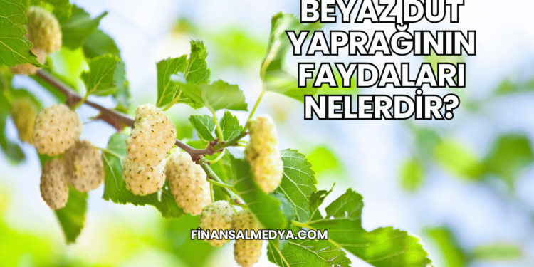 Beyaz Dut Yaprağının Faydaları Nelerdir?