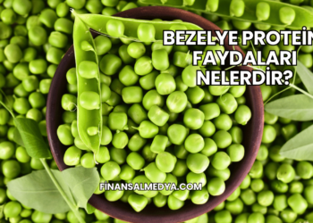 Bezelye Proteini Faydaları Nelerdir?