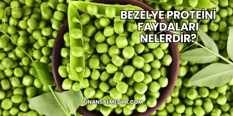 Bezelye Proteini Faydaları Nelerdir?