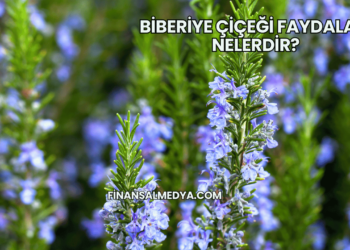 Biberiye Çiçeği Faydaları Nelerdir?