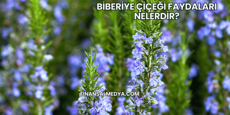 Biberiye Çiçeği Faydaları Nelerdir?