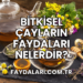 Bitkisel Çayların Faydaları Nelerdir?