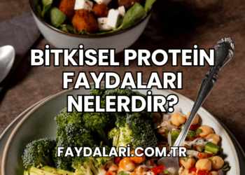 Bitkisel Protein Faydaları Nelerdir?