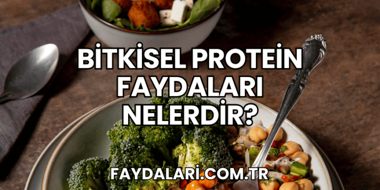 Bitkisel Protein Faydaları Nelerdir?
