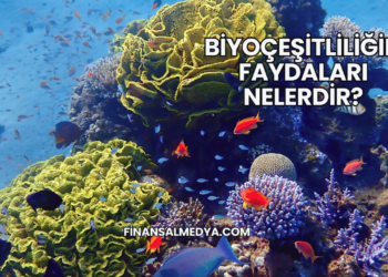 Biyoçeşitliliğin Faydaları Nelerdir?