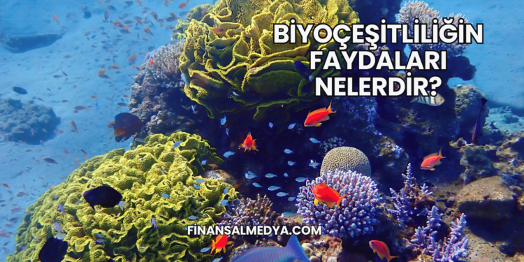Biyoçeşitliliğin Faydaları Nelerdir?