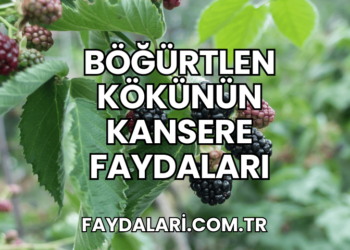 Böğürtlen Kökünün Kansere Faydaları