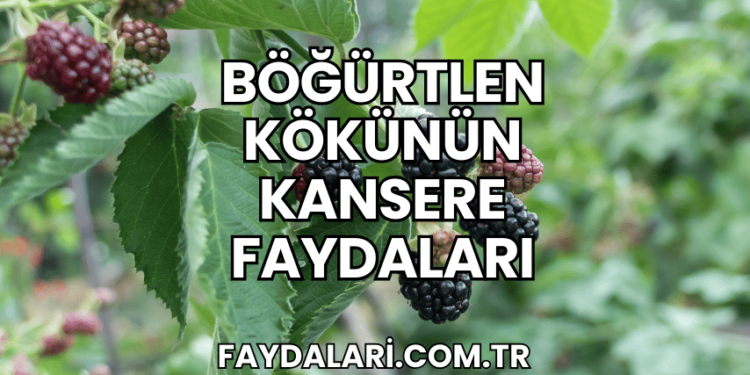Böğürtlen Kökünün Kansere Faydaları