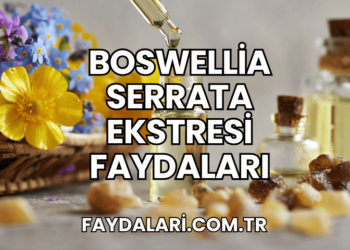 Boswellia Serrata Ekstresi Faydaları