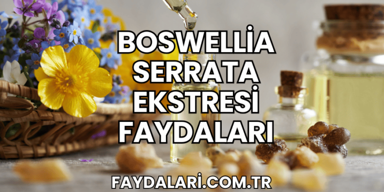 Boswellia Serrata Ekstresi Faydaları