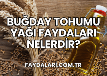 Buğday Tohumu Yağı Faydaları Nelerdir?