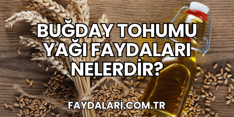 Buğday Tohumu Yağı Faydaları Nelerdir?
