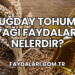 Buğday Tohumu Yağı Faydaları Nelerdir?