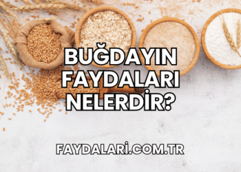 Buğdayın Faydaları Nelerdir?