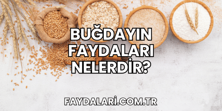 Buğdayın Faydaları Nelerdir?
