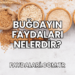 Buğdayın Faydaları Nelerdir?