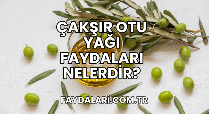 Çakşır Otu Yağı Faydaları Nelerdir?
