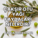 Çakşır Otu Yağı Faydaları Nelerdir?