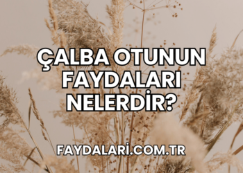 Çalba Otunun Faydaları Nelerdir?