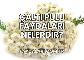 Çaltı Pulu Faydaları Nelerdir?