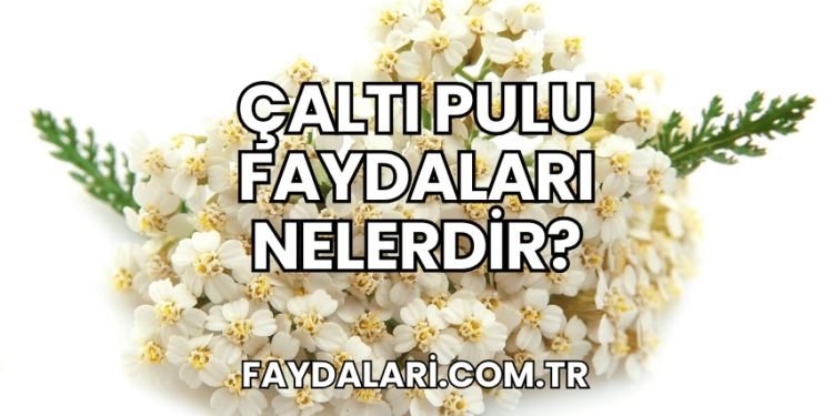 Çaltı Pulu Faydaları Nelerdir?