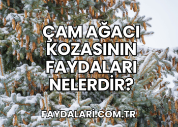 Çam Ağacı Kozasının Faydaları Nelerdir?