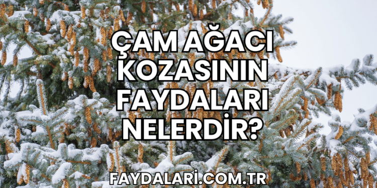 Çam Ağacı Kozasının Faydaları Nelerdir?