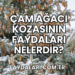 Çam Ağacı Kozasının Faydaları Nelerdir?