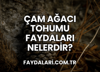 Çam Ağacı Tohumu Faydaları Nelerdir?