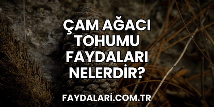 Çam Ağacı Tohumu Faydaları Nelerdir?