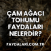 Çam Ağacı Tohumu Faydaları Nelerdir?
