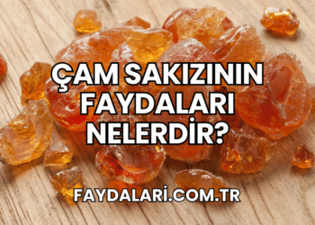 Çam Sakızının Faydaları Nelerdir?