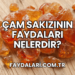 Çam Sakızının Faydaları Nelerdir?