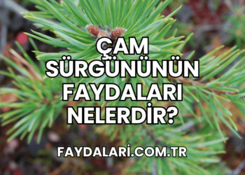 Çam Sürgününün Faydaları Nelerdir?