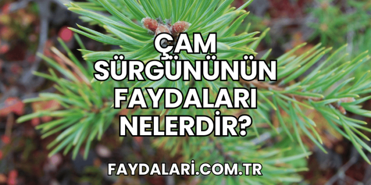 Çam Sürgününün Faydaları Nelerdir?