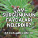 Çam Sürgününün Faydaları Nelerdir?