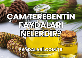 Çam Terebentin Faydaları Nelerdir?