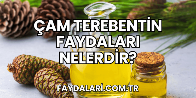 Çam Terebentin Faydaları Nelerdir?