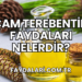 Çam Terebentin Faydaları Nelerdir?