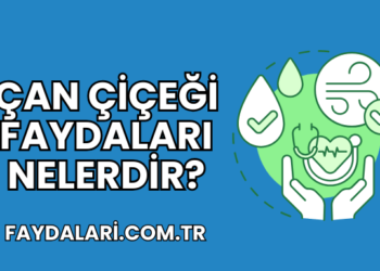 Çan Çiçeği Faydaları Nelerdir?