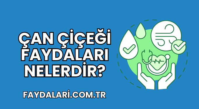 Çan Çiçeği Faydaları Nelerdir?